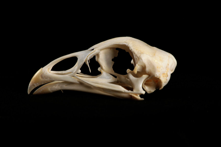 Image result for chicken skull