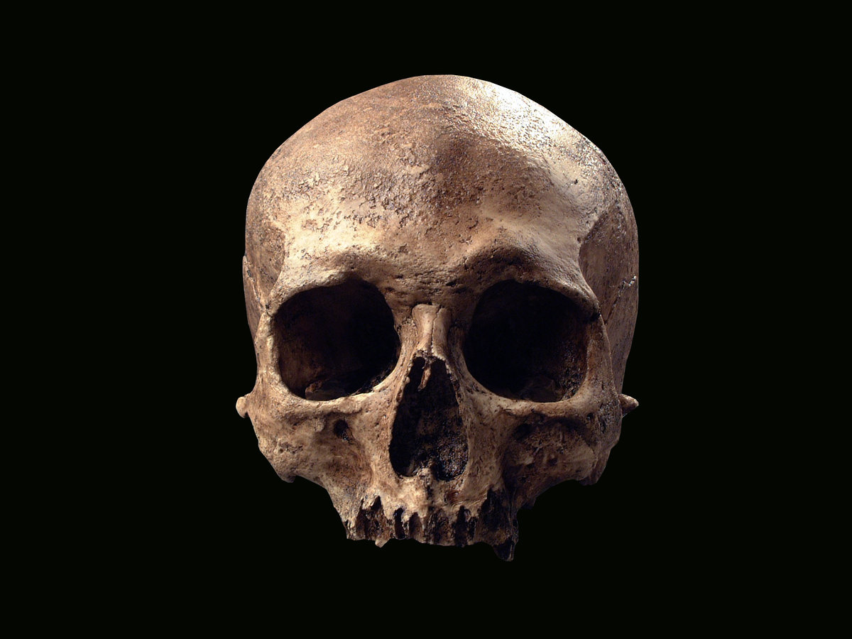 Homo sapiens