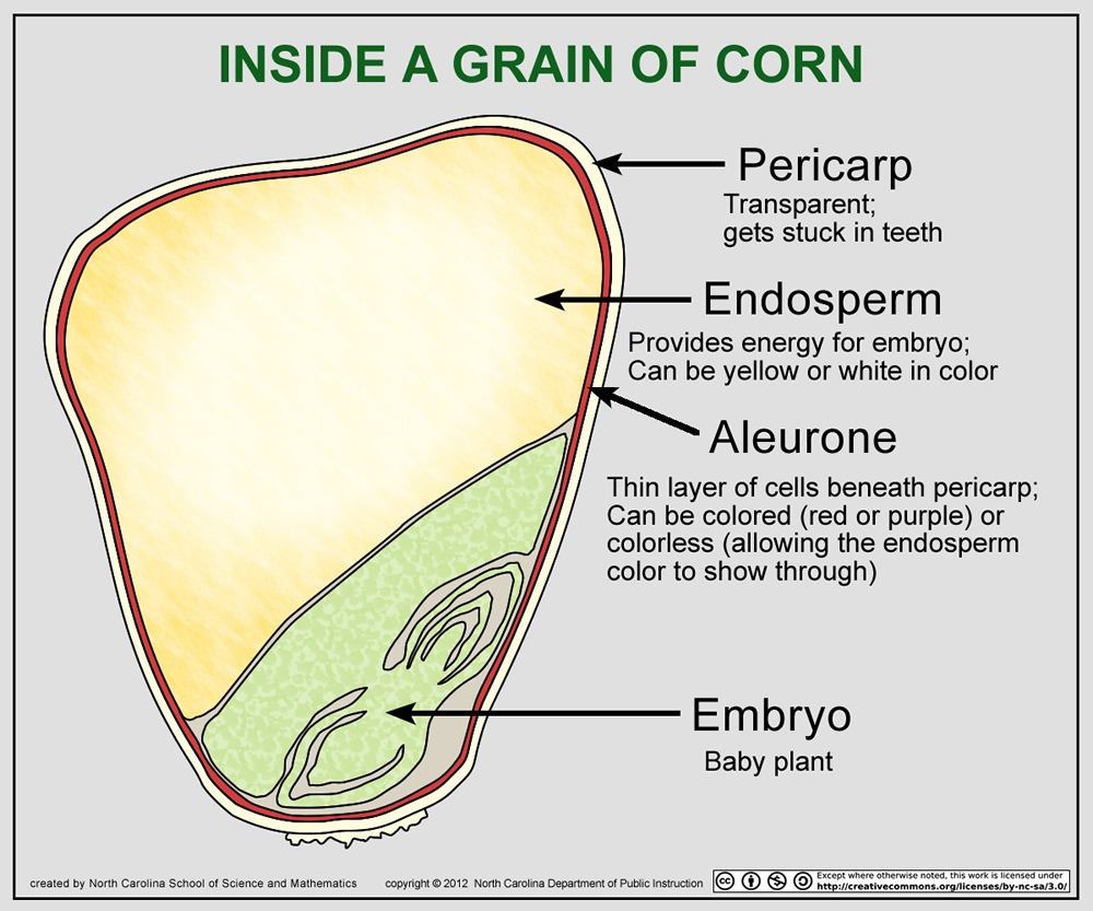 Corn Seed Diagram images