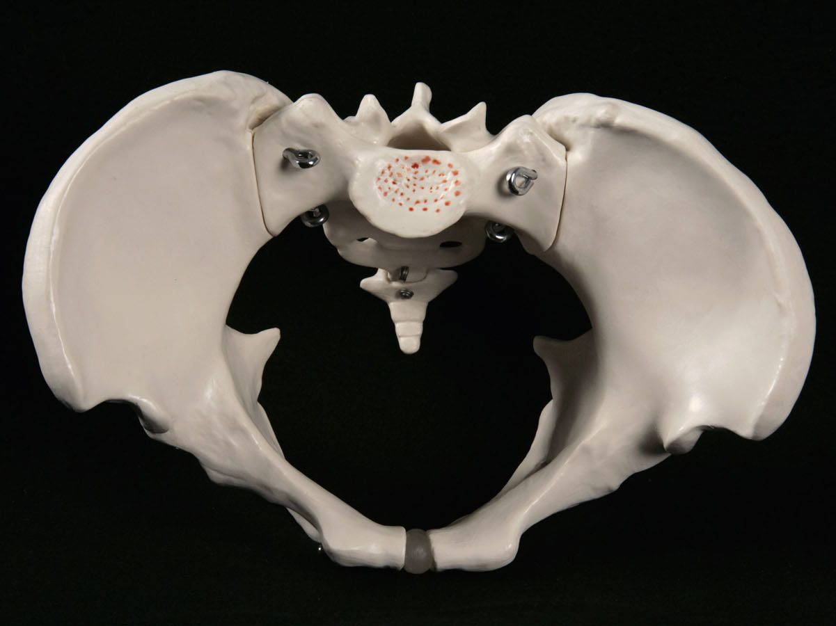 Human Pelvis Female Top View