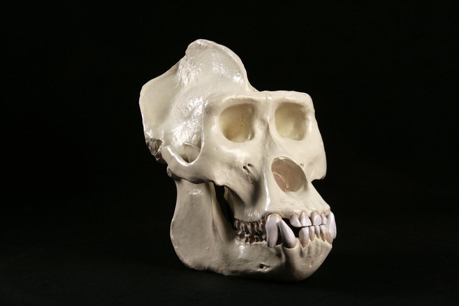 Hominid_Skull-