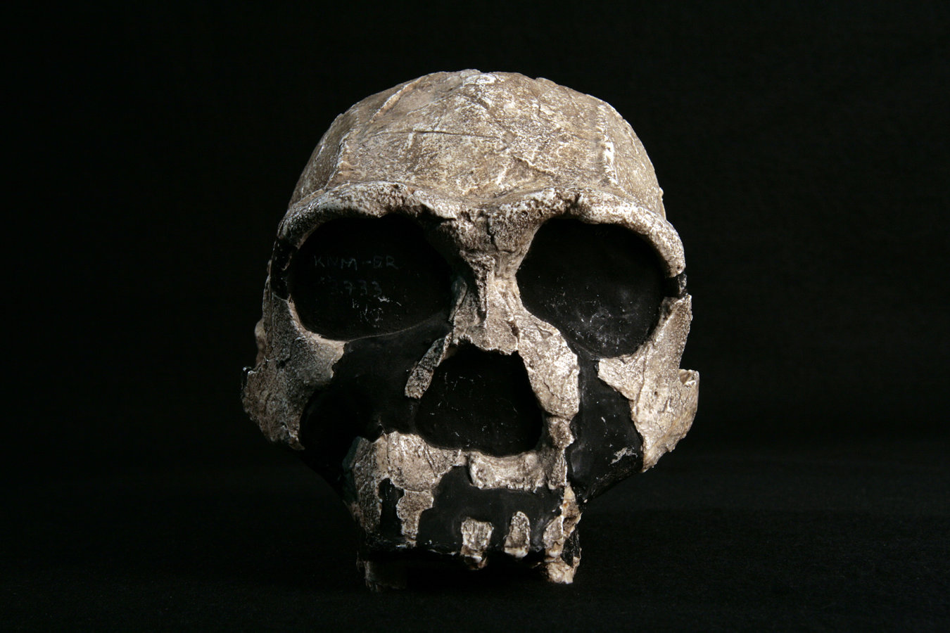 特撮 Homo academicus Australopithecus boisei Cranium, Female KNM ER 732 - Bone