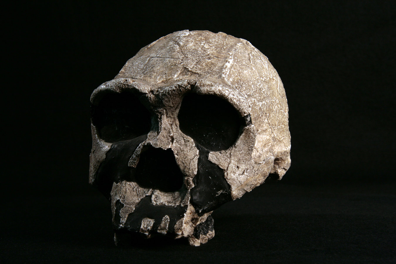 Homo ergaster KNM ER 3733 Skull Teaching Quality Recreation 