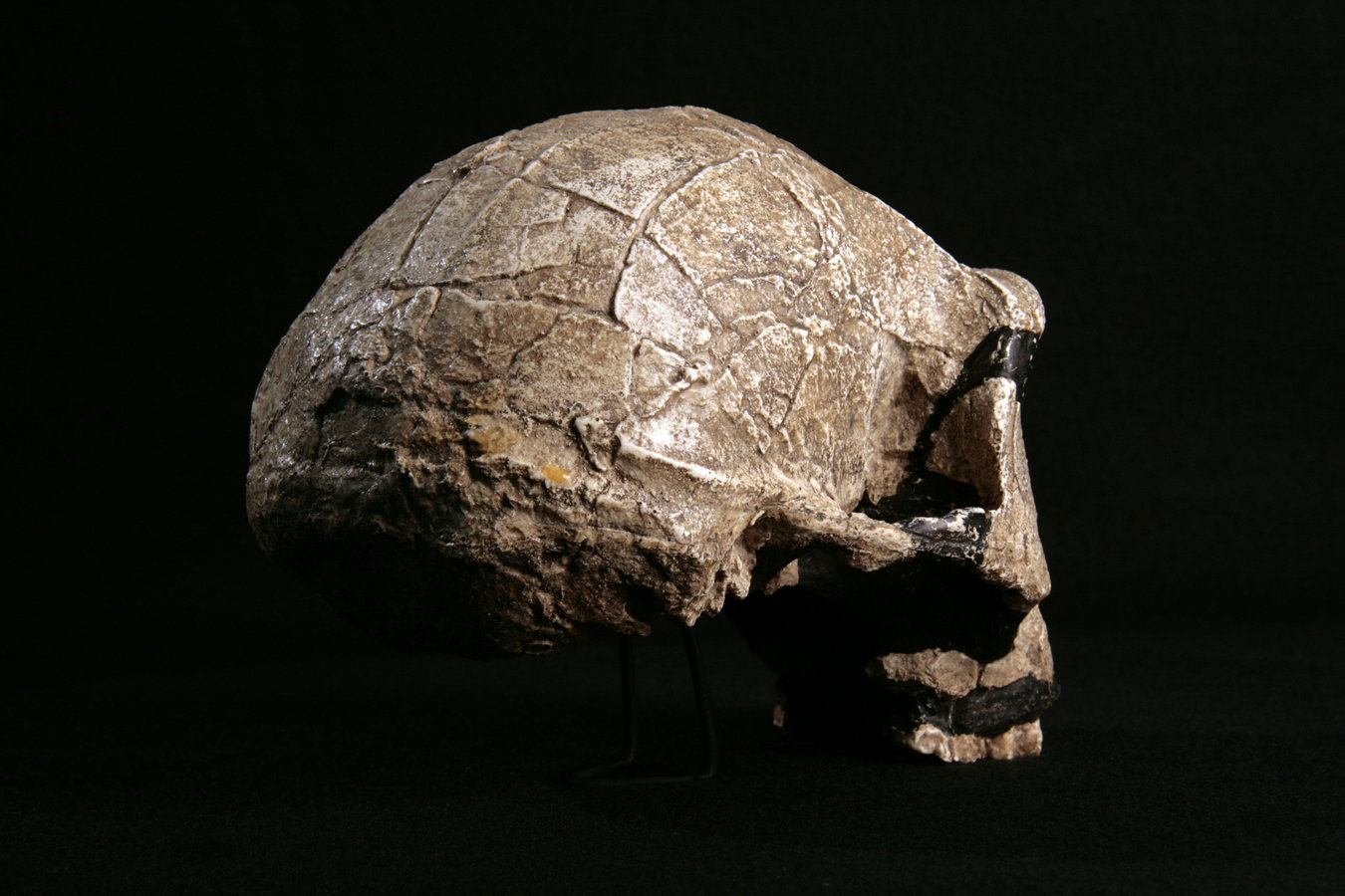 360° View Hominid Skull - Homo ergaster KNM-ER 3733