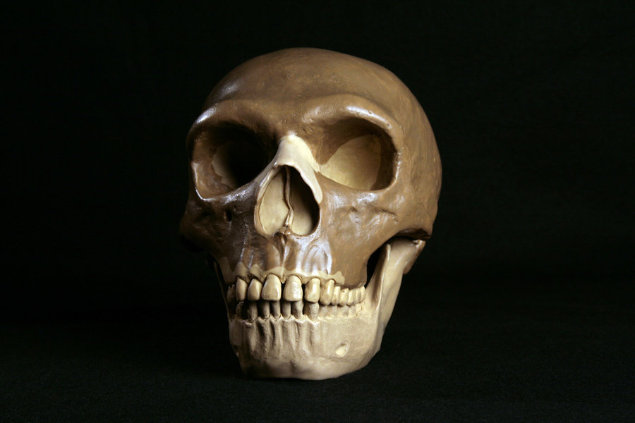 Hominid_Skull-