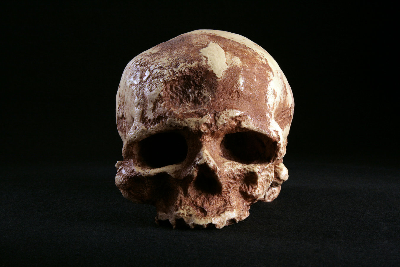 360 View Hominid Skull Homo Sapiens Cro Magnon 1 Old Man
