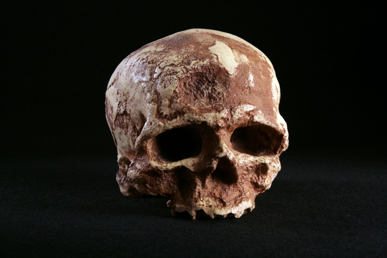 Cromagnon Skull