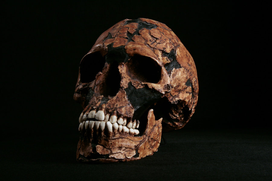 360° View Hominid Skull - Homo sapiens Qafzeh 9