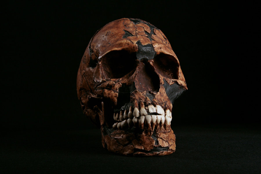 Hominid_Skull-