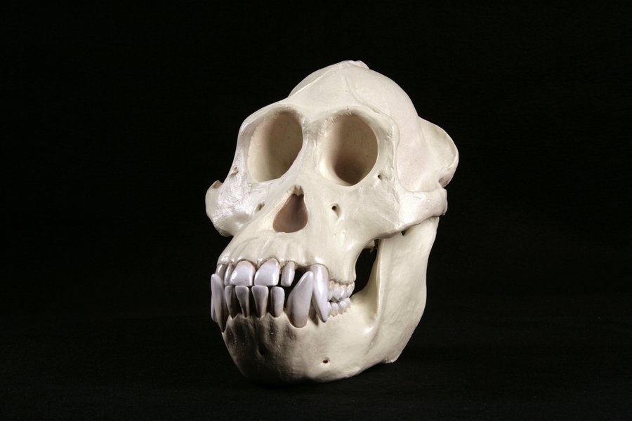 THE SKULL DISKDAMNGOOD!! × NATURE TONES THE SKULL DISK DAMNGOOD!! × NATURE TONES（THE SKULL DISK